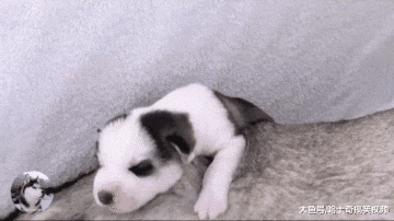 网友的二哈怀孕了，朋友都抢着预订，看到小奶狗后却不要了