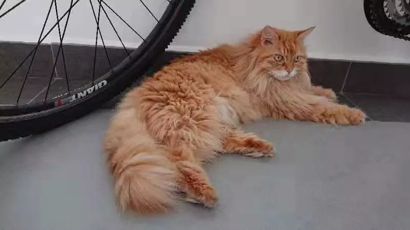 大头猫咪天生爱吃醋，一早起身就霸占主人的大腿不让另外两只猫咪靠近