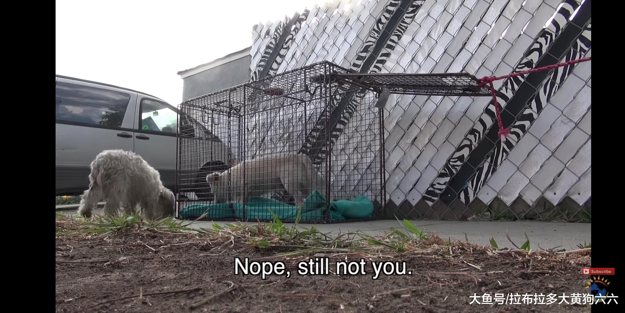 相依为命的流浪小情侣历尽艰辛，被好心人救助后过上幸福狗生