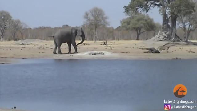 草原之上只能有一個霸主，象和獅子狹路相逢，生死決戰一觸即發