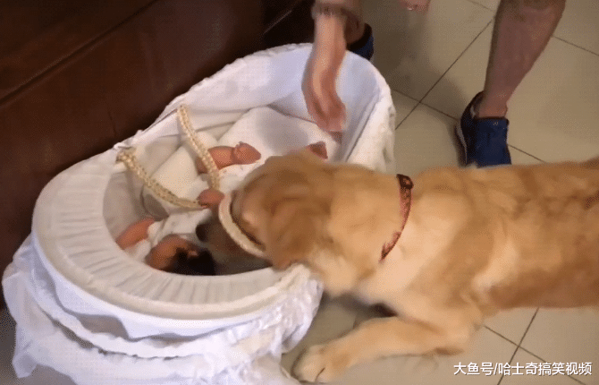 女主人生完孩子回家，金毛有点懵了，出去几天就买了它？