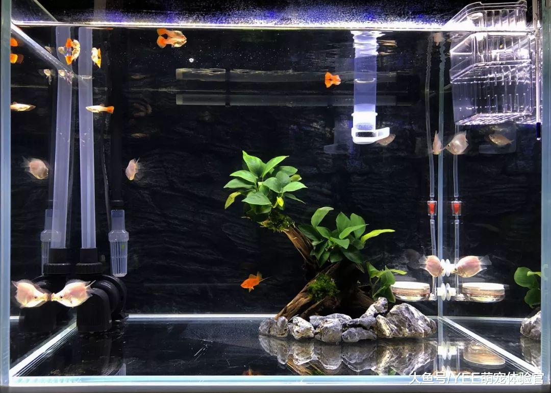 给观赏鱼一点自然光，照亮美丽，加快发色