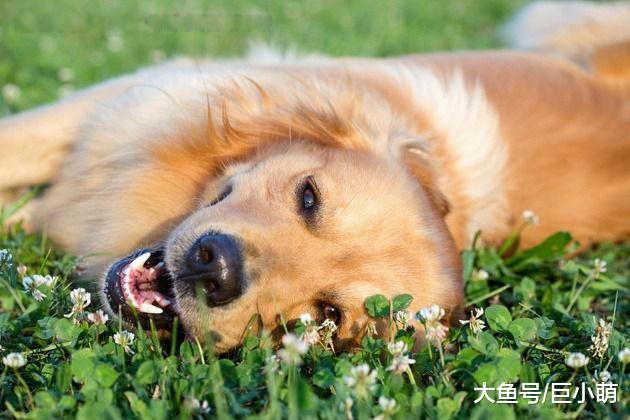 训练小课堂：狗狗连躺都需要教？这是主人和狗在培养感情