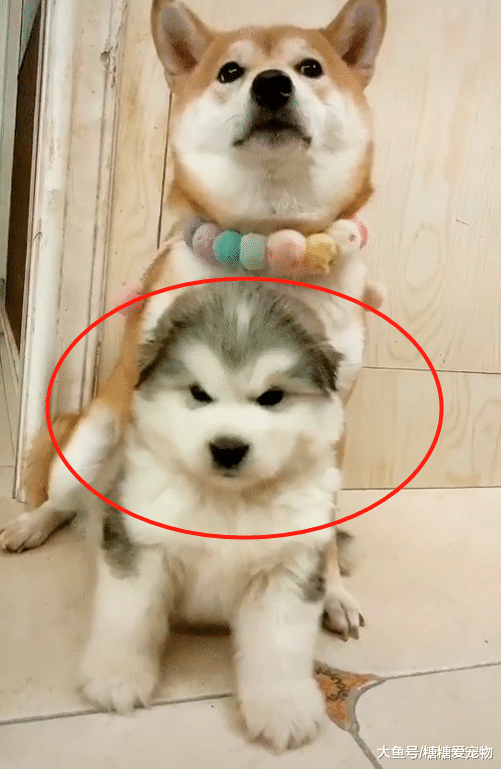 柴犬“欺负”新来的小阿拉，结果5个月后，它笑得十分无奈