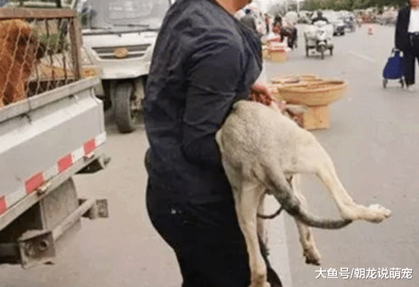主人把陪伴自己3年的狗狗卖到狗肉贩，看到这样的景象让人心酸！