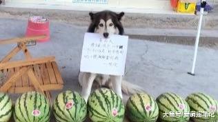 阿拉帮宠主卖西瓜，因营销方式特殊而走红，汪：为这个家付出太多