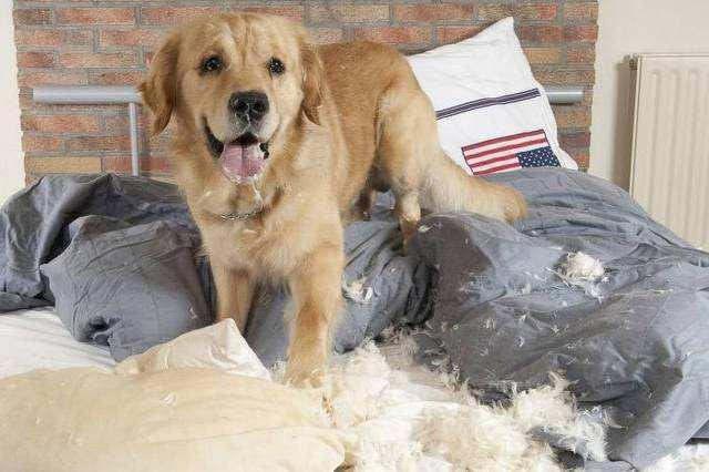 别说养狗很简单，狗狗的这五个小爱好，你能接受几个？