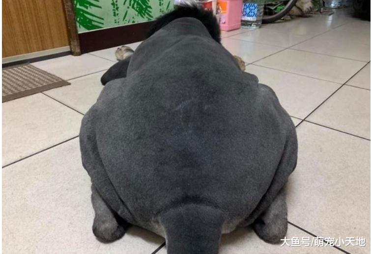 汪星人剃毛后肥嫩大屁屁秒变乌骨鸡，网友笑：超补有够像