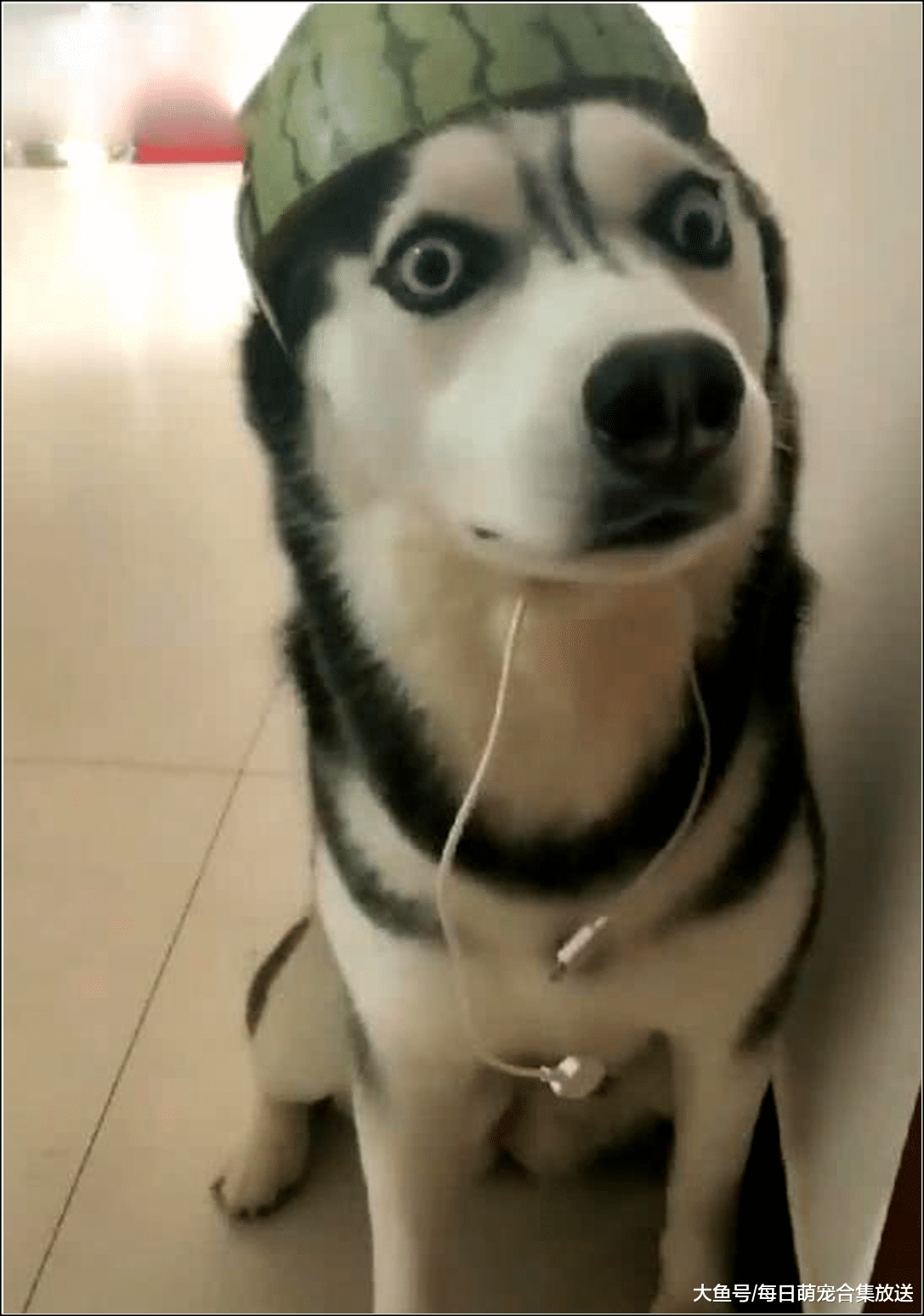 男子吃完西瓜，发现二哈有点不对劲，看清后赶紧拍照发朋友圈