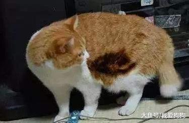 这狗火了，烤个火被中国消防点名，狗：我就想考个jio而已啊