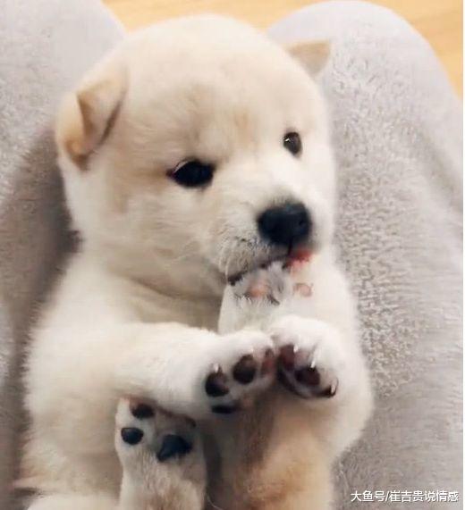 散发出一阵阵的馊味的流浪狗，被网友带回家后，惊艳到了宠主