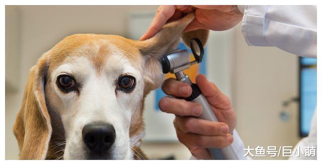 原来狗狗老了也会耳背，更容易被吓到，主人摸它都可能被咬