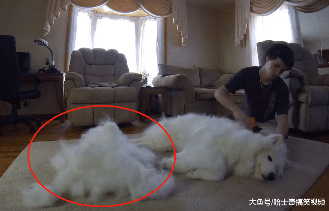 小哥养了一只大白狗，一年后他就“头疼”了，养的还是狗吗？