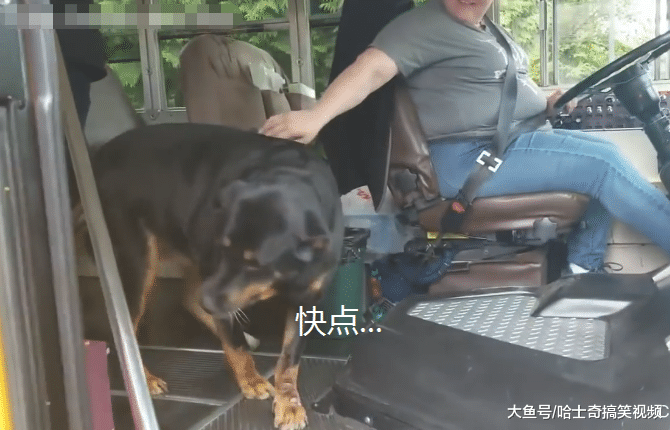 狗狗接小主人放学，车门刚打开就跳上去，狗：等你很久了