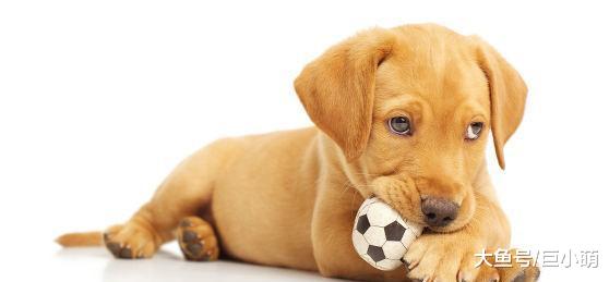 如何让狗狗听话？主人要从小让它做正确的事情，养成好习惯