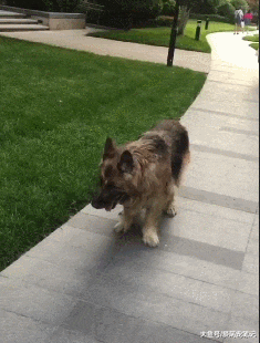 十九岁的德牧虽已步履蹒跚，主人依然坚持每天带它遛弯，好有爱啊