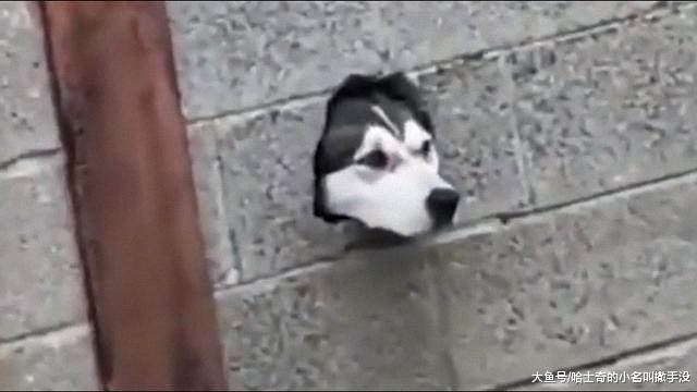 这只从墙上伸出脑袋的哈士奇，成为了我的朋友，每天都要打招呼