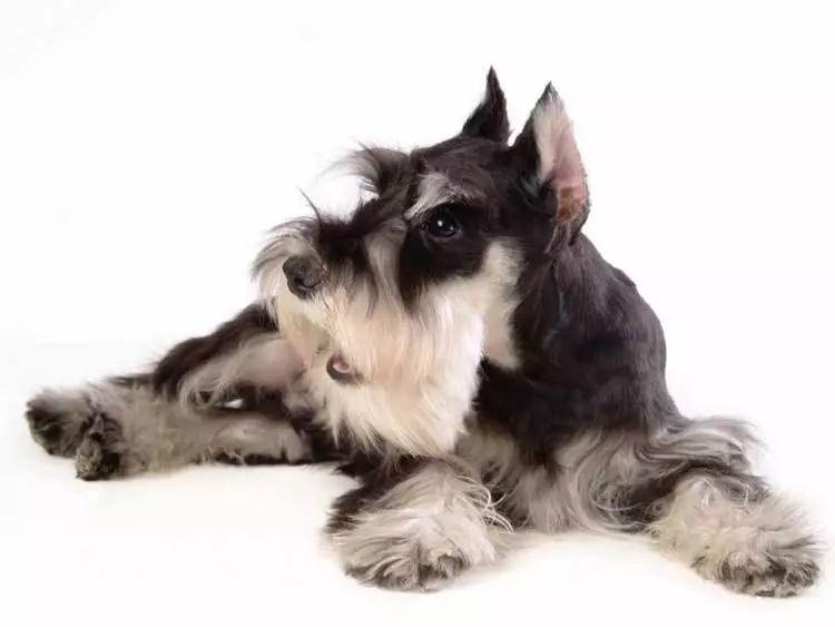 你知道你的爱犬属于哪一类吗？最全的狗狗分类都在这