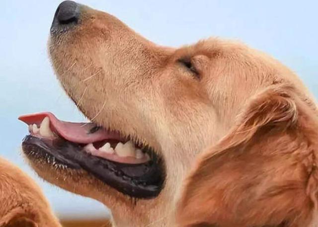 养狗的10个好处，怪不得这么多人养，我也想养一只！