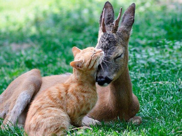 它们天生不应该是朋友，动物界的不寻常友谊