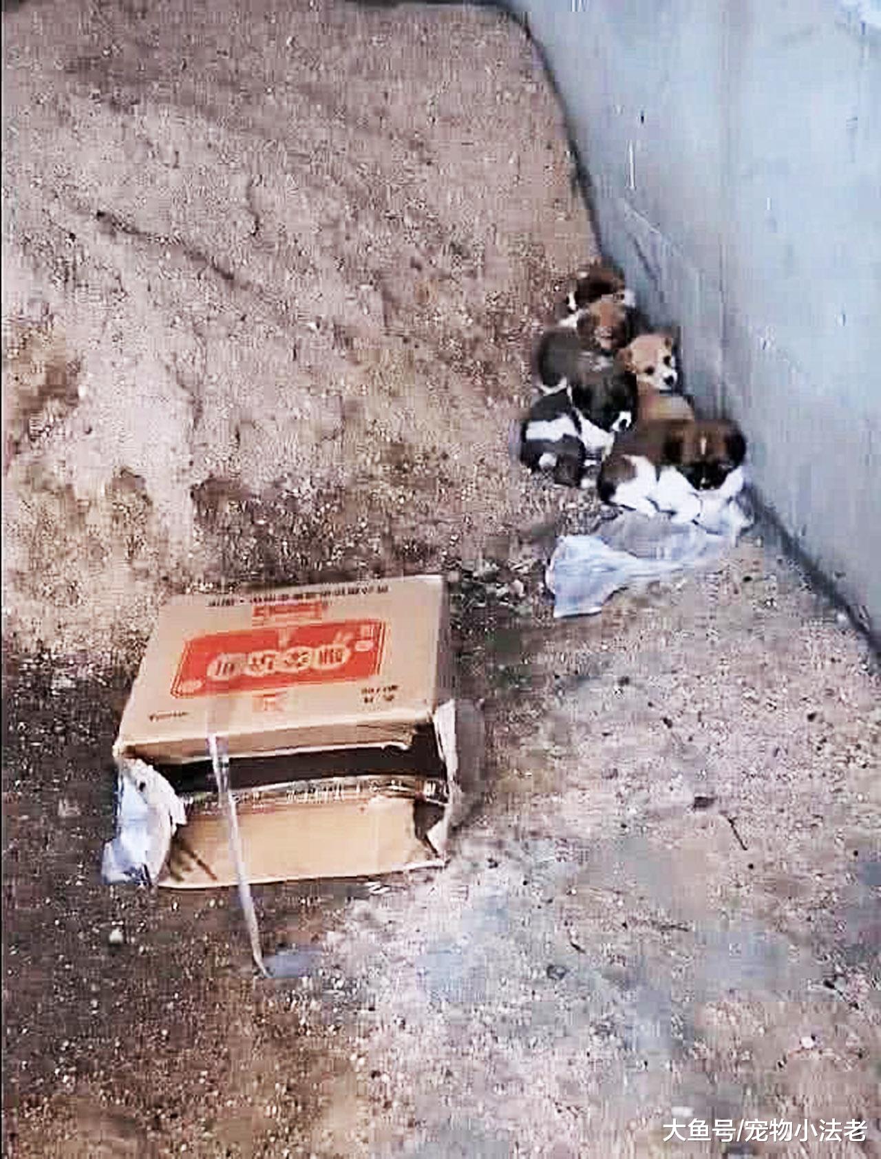 女子发现桥下有5只流浪小狗，当走近看清它们时，女子哭了！