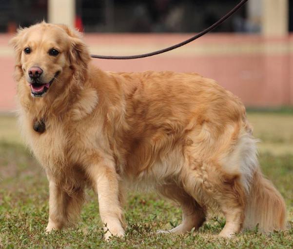 金毛犬、泰迪犬、雪納瑞犬都有什么特點，你會選擇哪種狗狗飼養呢