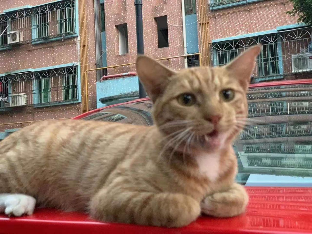 下班回家一只猫赖在车顶不走，猫离开后，才发现是它救了我