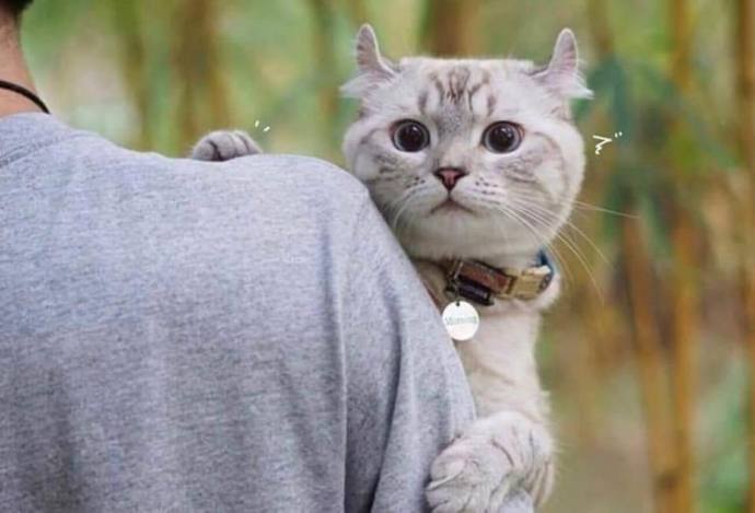 猫猫没错，是人类不该把东西放到猫猫想睡觉的地方