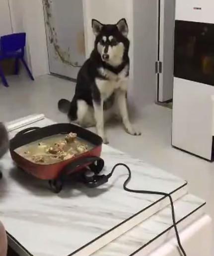 主人弄好火锅之后叫哈士奇吃饭, 看到它的饭碗瞬间吓得目瞪口呆!