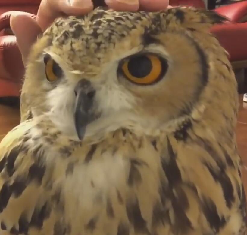 另类撸“猫”，养只猫头鹰当宠物不一样的感觉！