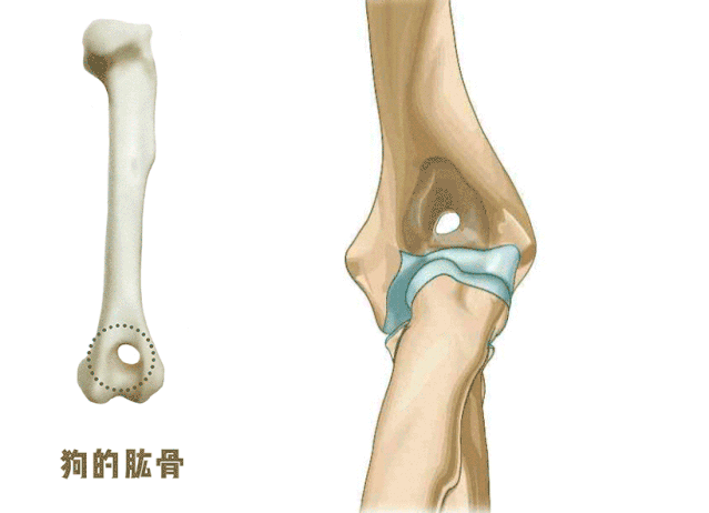 猫咪狗狗骨折了怎么办？扒一扒宠物“骨子里”的那些事