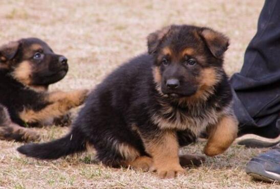 德国牧羊犬在晚上喜欢乱叫怎么办