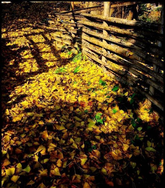 江西这十大“寿星”出炉，铅山的“银杏树王”与孔夫子同时代