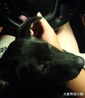 灵性狗狗自己找家，在码头呆坐一小时，只为等来爱它的人