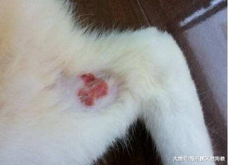 这5种行为，正在缩短宠物猫的寿命，你知道吗？