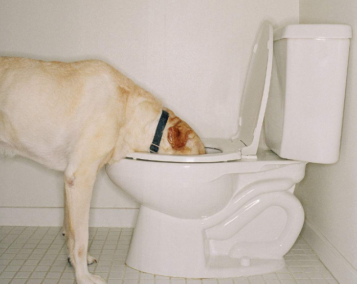 拉布拉多的这些“臭毛病”，了解之后的你，还坚持要养吗？