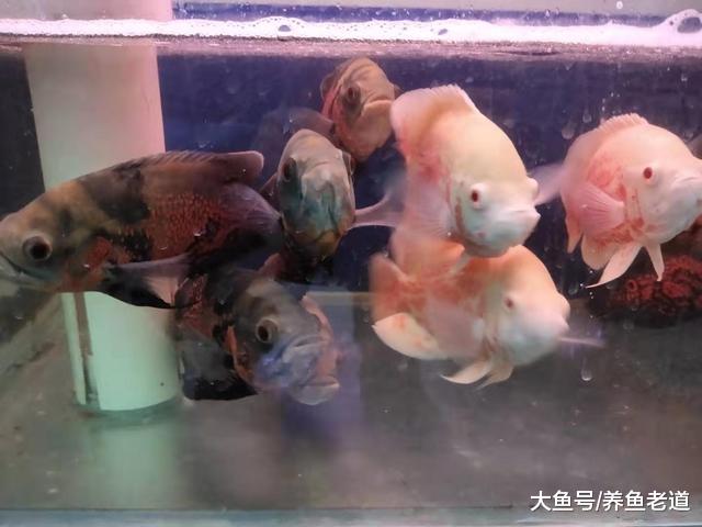 闲逛了三四个鱼店，一条观赏鱼也没看上，倒是买了一大块沉木