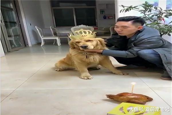 網友給金毛過生日，強行讓它吹滅蠟燭，狗狗：這屆的主人真難帶啊