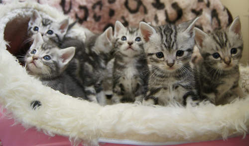 辟谣：猫咪刚出生就洗澡，洗了不会得奶癣，这怕不是要猫命吧