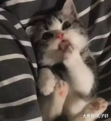 小博美怕吵醒在它身上睡觉的小猫, 保持一个姿势不动, 真是太暖了