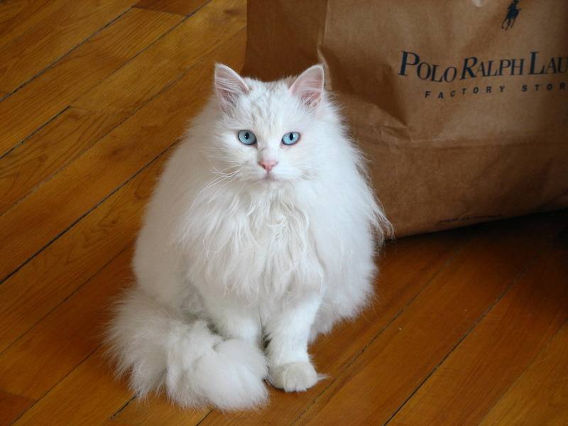 猫咪对发型的最后坚持，不愿意进被窝
