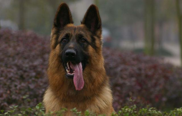 有狼基因的5种狼犬，能力和智商都很高，第五种是我国的优秀军犬