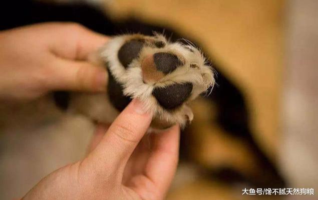 如果狗狗有这4个表现，说明宠主该帮它除臭了