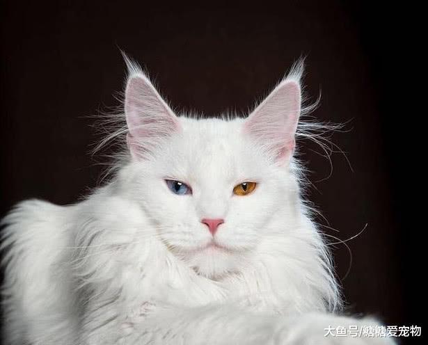 超帅气的缅因猫! 其实它们的性格是这样子的?