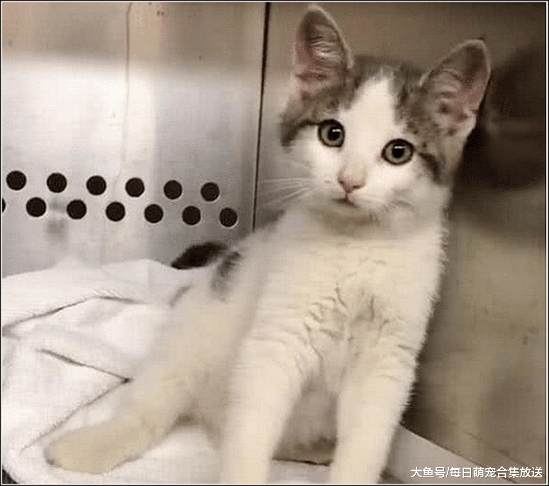 小奶猫躲在柜子玩，女主觉得有点奇怪，打开柜子一看瞬间被萌化了