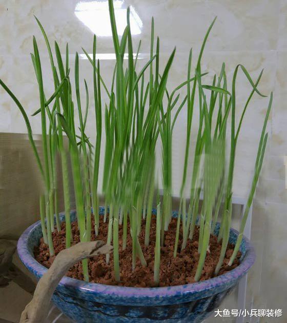 公婆进城后闲不住，阳台这么多种菜，一年都不用买蔬菜了！