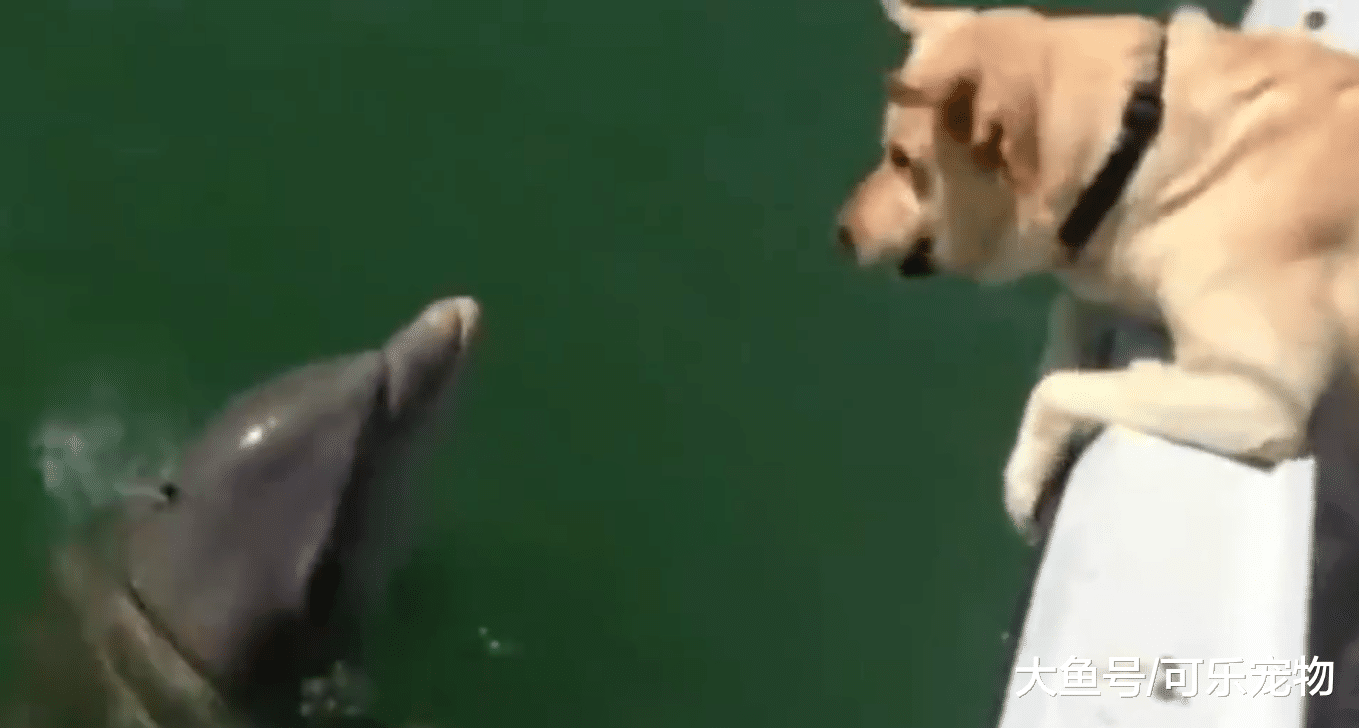 狗狗在船上看到海豚，激动的一跃而下，与海豚一起玩了起来