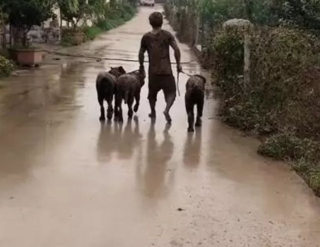 主人被三只大狗拖到泥里，变成泥人，邻居一瞧尖叫了