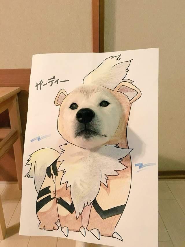 最會玩cosplay的柴犬兄弟，主人手繪服裝讓它們cos神奇寶貝