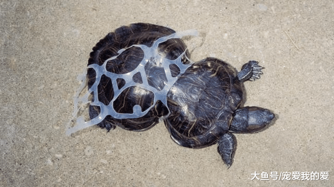 小乌龟20年前被塑料套卡住毁了身体，如今它却成改变世界的动力